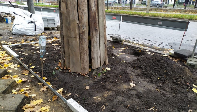 Powiększ obraz: Drzewa przy ul. Powstańców Śląskich - zamiast betonu będzie je otaczać biologicznie czynna nawierzchnia