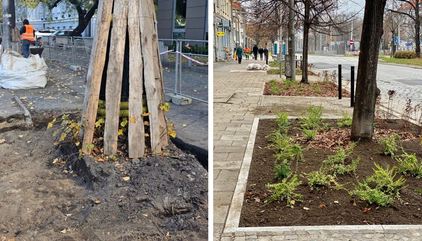 Drzewa przy ul. Powstańców Śląskich - zamiast betonu będzie je otaczać biologicznie czynna nawierzchnia