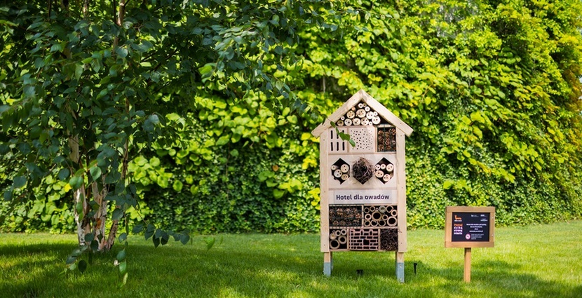 W owadzich hotelach pod Wroclavią powinna pojawić się dzika pszczoła - murarka ogrodowa.
