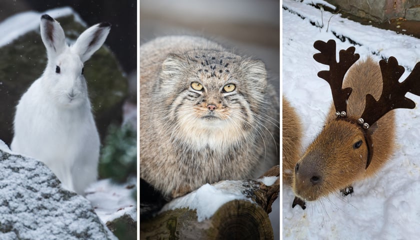 Kolaż trzech zimowych zdjęć z zoo: zając bielak, manul, kapibara