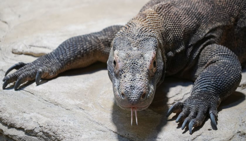 Smoczyca Flores, samica warana z Komodo 