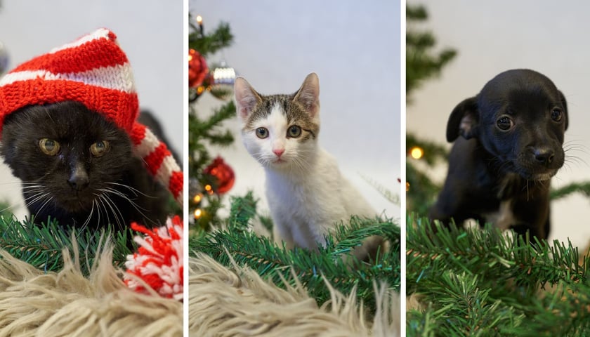 Kotki i piesek do adopcji z wrocławskiego schroniska dla zwierząt pozują w świątecznej sesji
