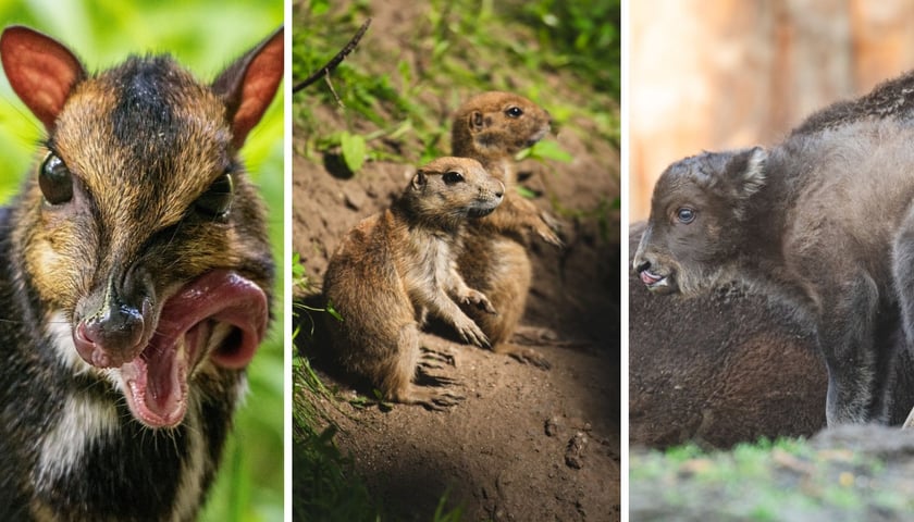 Kanczyl filipiński, pieski preriowe i żubry - to m.in. nowi mieszkańcy Zoo Wrocław