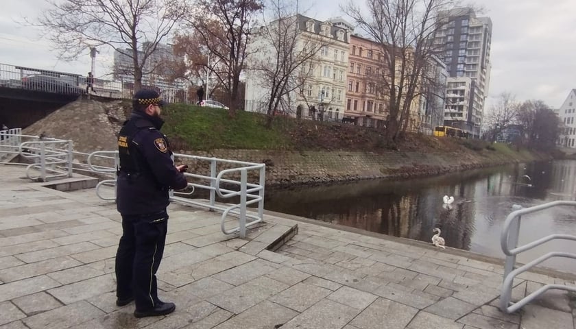 Powiększ obraz: Strażnik wypuścił łabędzie do wody