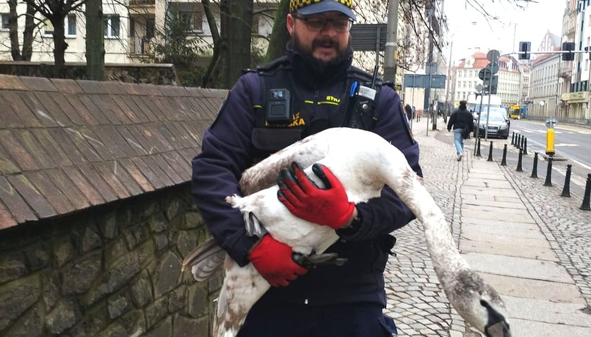 Strażnik miejski trzyma w rękach łabędzia, który wybrał się na jarmark