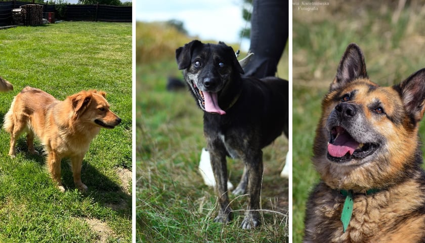Kolaż trzech zdjęć przedstawiających psy do adopcji.