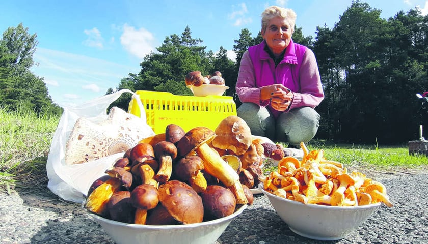 Maria Kędzierawska od lat zbiera grzyby. Na zdjęciu jej zbiory: prawdziwki, podgrzybki i kurki