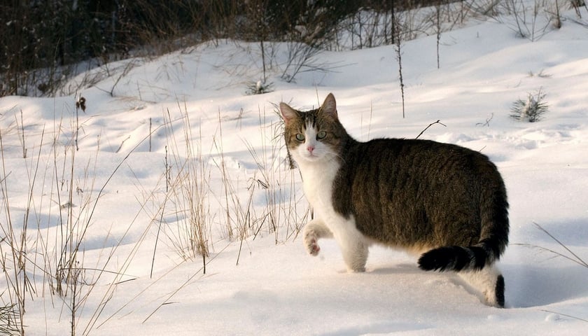 Powiększ obraz: <p>kot idący po śniegu</p>