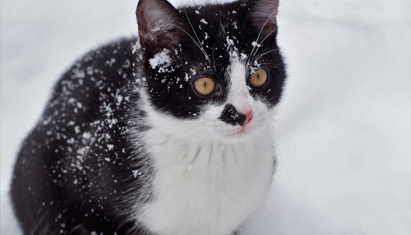 Powiększ obraz: <p>Młody kot w śniegu</p>