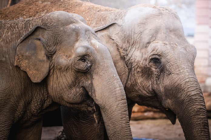 Birma i Toto, słonice indyjskie z wrocławskiego zoo