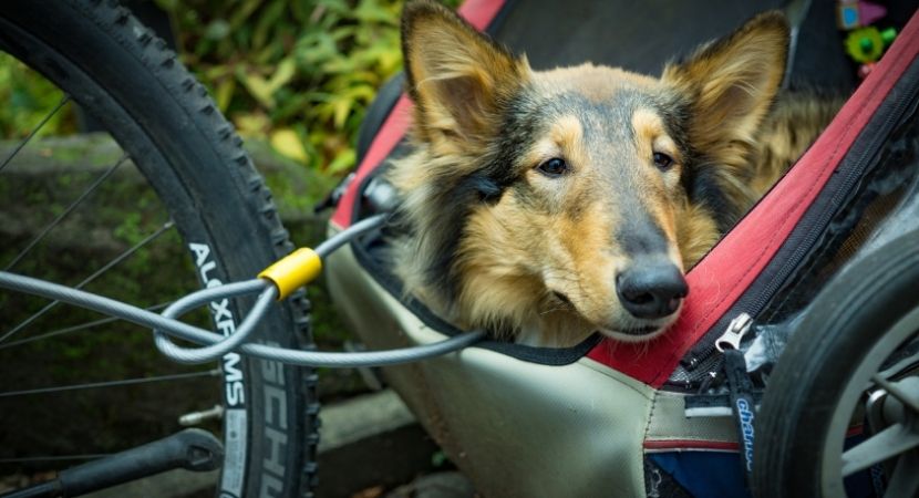 Jak przewozić psa na rowerze?  WROwerowy poradnik