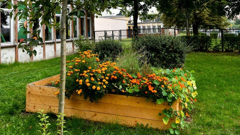 Ogród warzywny w Szkole Podstawowej nr 43 przy ul. Grochowej we Wrocławiu