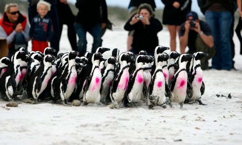 Powiększ obraz: <p>Wypuszczanie pingwin&oacute;w przylądkowych</p>