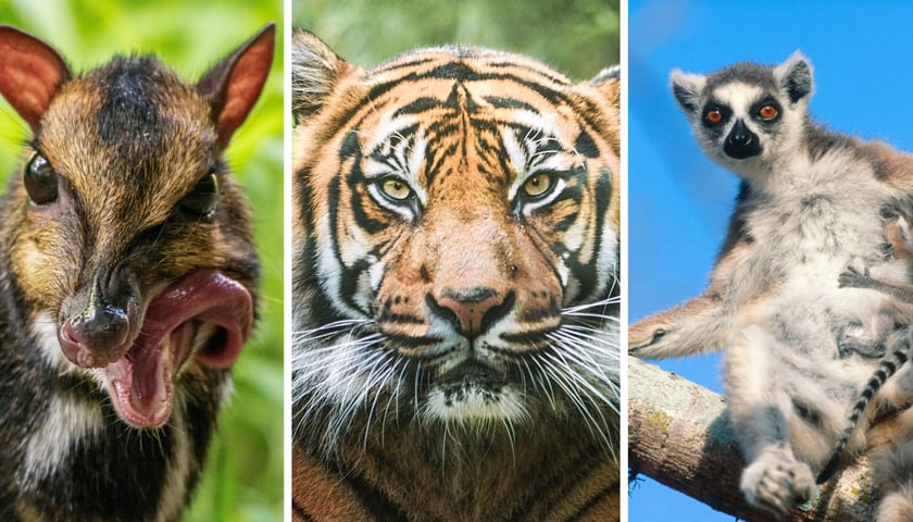 Kolaż trzech zdjęć przedstawiających dzikie zwierzęta wspierane dzięki zbiórkom pieniędzy