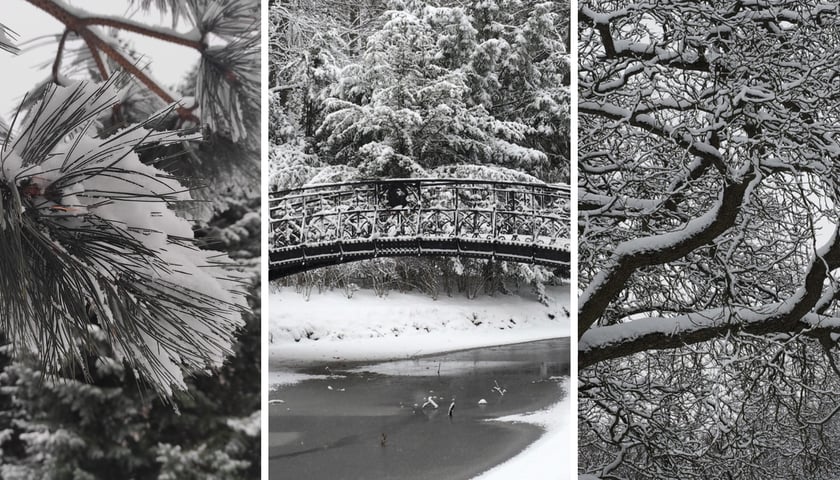 Kolaż trzech zdjęć przedstawiających park Szczytnicki pod śniegiem