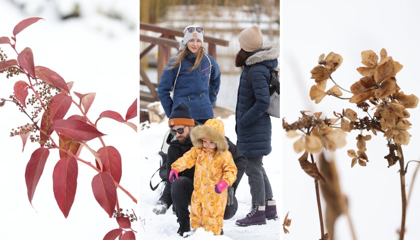 Kolaż trzech zdjęć przedstawiających zimowy spacer po Ogrodzie Botanicznym we Wrocławiu
