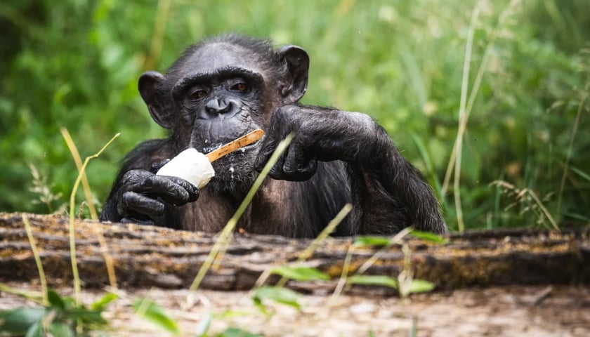 Szympansica Kizi