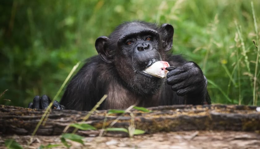 Powiększ obraz: Szympansica Kizi uwielbiała lody