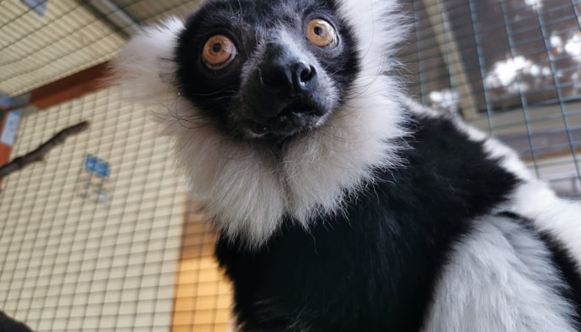 <p>Babcia Tammy - lemur wari</p>