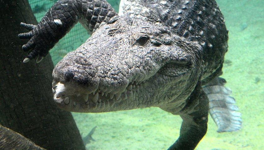 Powiększ obraz: U-boot - krokodyl nilowy