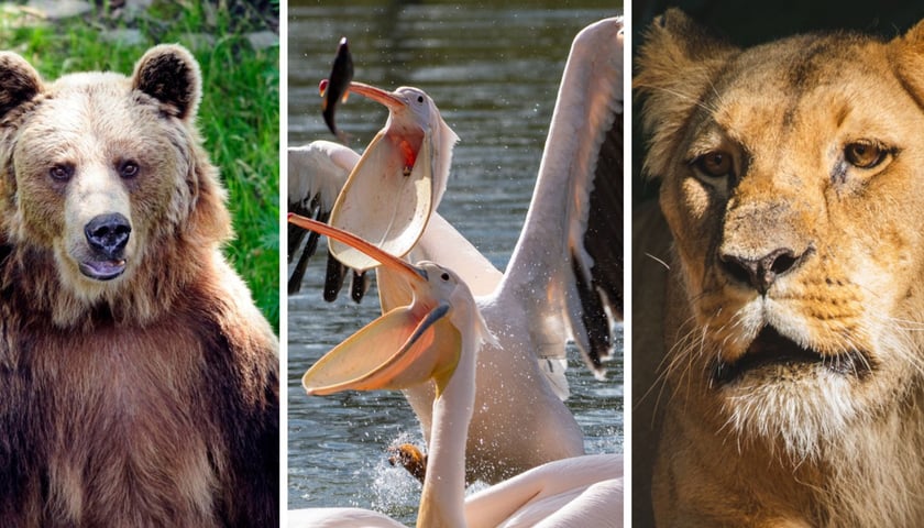 Kolaż trzech zdjęć przedstawiających najstarsze zwierzęta we Wrocławskim zoo
