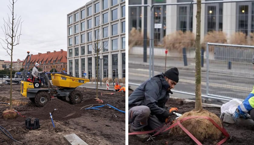 Sadzenie pierwszych drzew na placu Nowy Targ