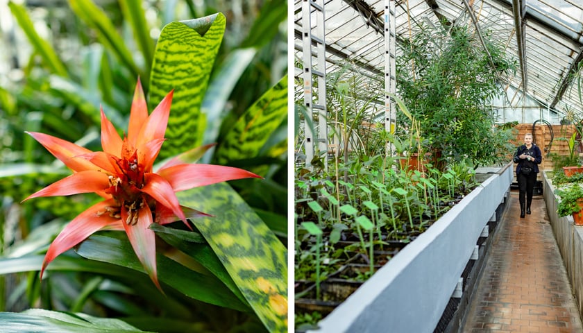 Ogród Botaniczny i rośliny w szklarniach