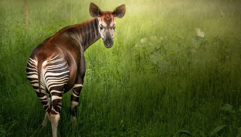 Okapi