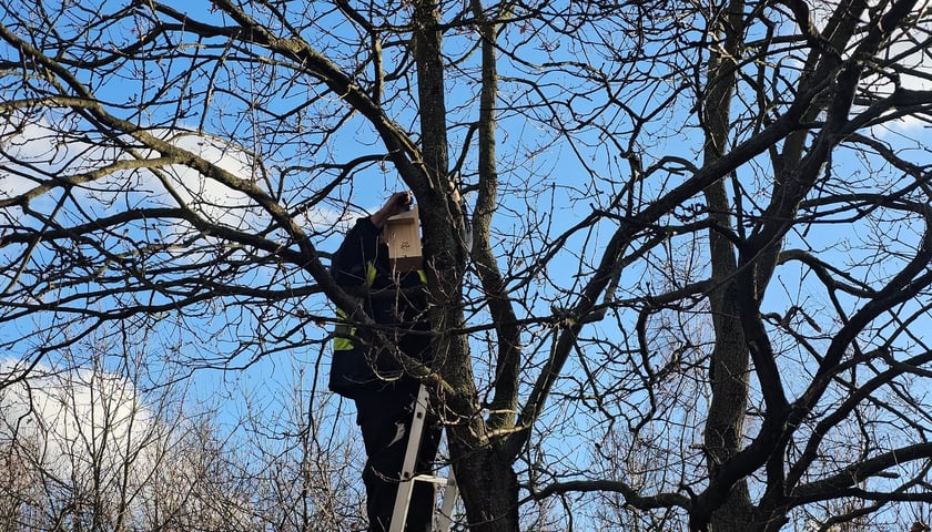 Budki lęgowe dla ptaków montowane we wrocławskich parkach