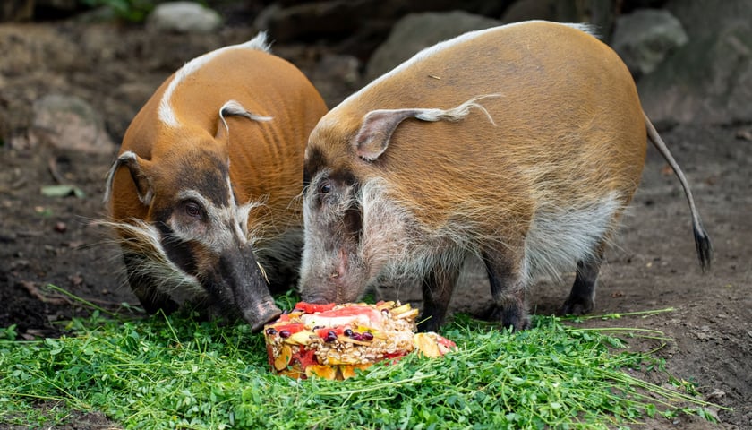 Dwie świnie rzeczne z wrocławskiego zoo pałaszujące owoce i warzywa