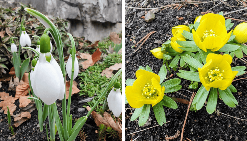 Kwiaty z Ogrodu Botanicznego UWr. Z lewej białe śnieżyczki przebiśniegi, z prawej ranniki