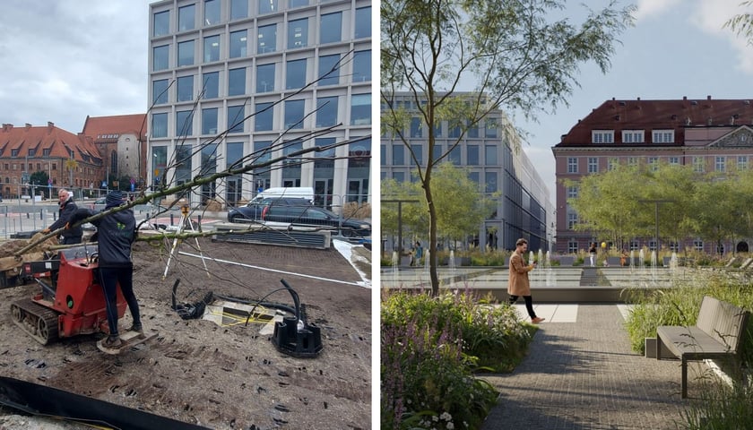 Na placu Nowy Targ we Wrocławiu trwa zielona rewolucja. Po lewej wykonawcy nasadzają pierwsze drzewa, po prawej wizualizacja placu w nowej odsłonie