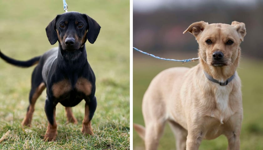 Na zdjęciu dwa pieski (Jakub i Nelly), które czekają na adopcję z wrocławskiego schroniska dla zwierząt