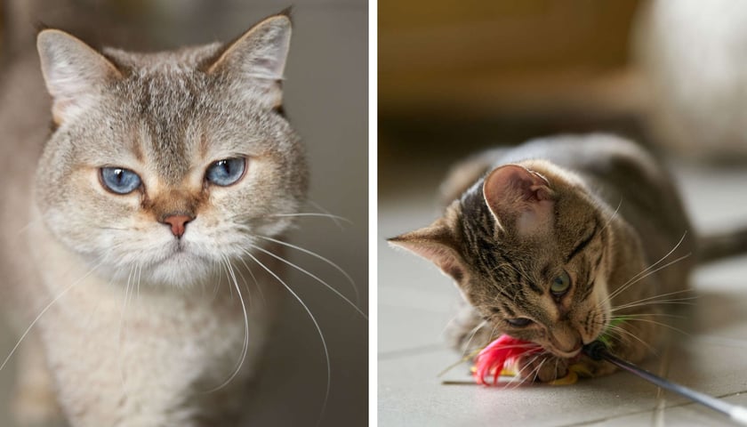 Koty do adopcji z wrocławskiego schroniska. Poznajcie je! Z lewej Kiziol, z prawej kocurek Leo