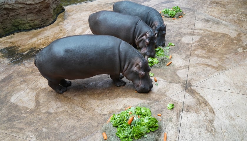 <p>Hipopotamice nilowe podczas Dnia Hipopotama w zoo Wrocław i warzywne torty</p>