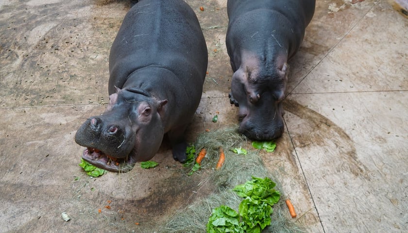 Dwie hipopotamice z wrocławskiego zoo podczas pałaszowania warzywnego tortu
