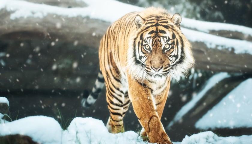 <p>Tygrys sumatrzański. Wraz z Fundacją ZOO Wrocław &ndash; DODO wrocławski ogr&oacute;d zoologiczny wspiera program ochrony tygrys&oacute;w na Sumatrze w Parku Narodowym Kerinci Seblat prowadzony przez WildCats Conservation Alliance.&nbsp;</p>