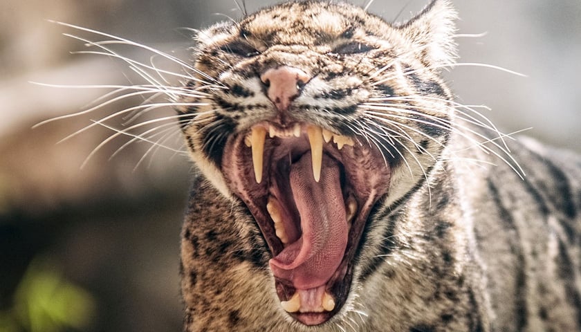 Pantera mglista z wrocławskiego zoo