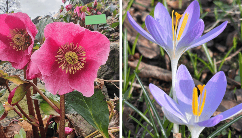 Kwiaty w Ogrodzie Botanicznym UWr. Z prawej pierwsze krokusy