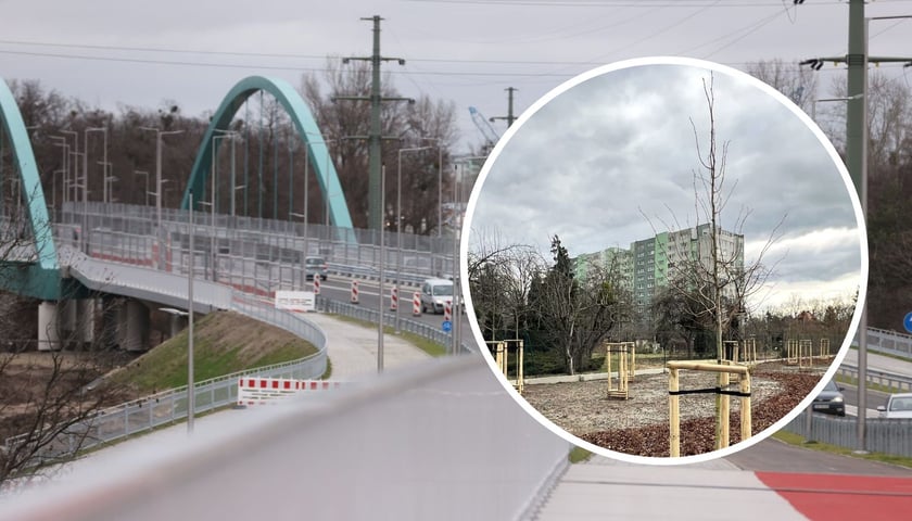 Na alei Wielkiej Wyspy przybywa drzew. Boom nasadzeniowy czeka nas tej wiosny. Na zdjęciu posadzone jesienią drzewa. 