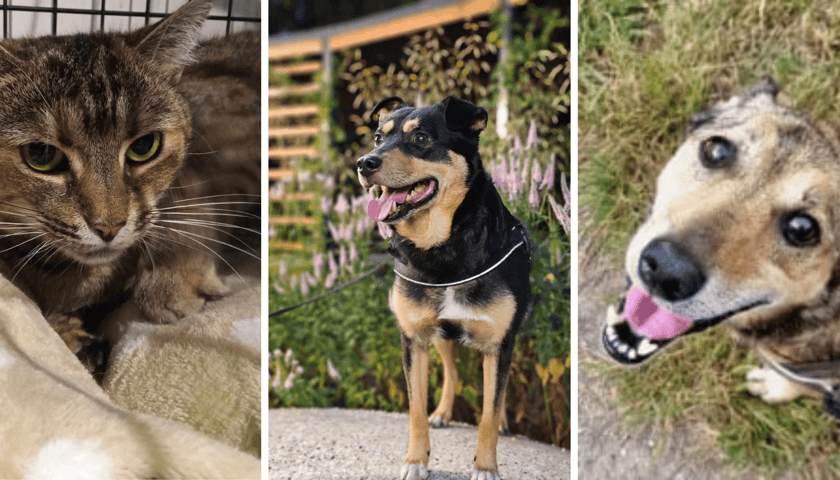 Asia, Wafel i Bobby polecają się do adopcji. Kolaż trzech zdjęć przedstawiających kota i dwa psy, które są teraz pod opieką Ekostraży