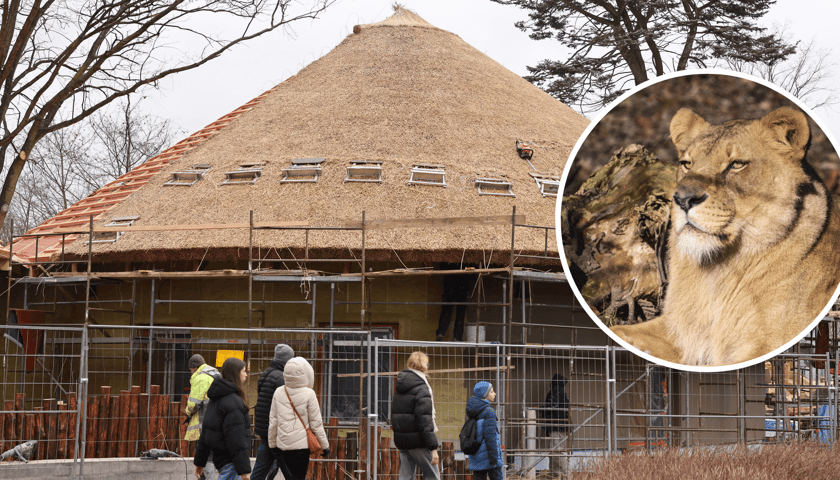 Budowa nowego pawilonu Lwiarni, zwiedzający, w kółku z prawej lwica z wrocławskiego zoo