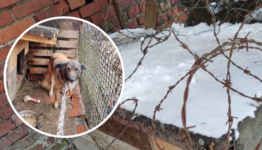 Kolaż dwóch zdjęć przedstawiających psa i drut kolczasty z jego kojca
