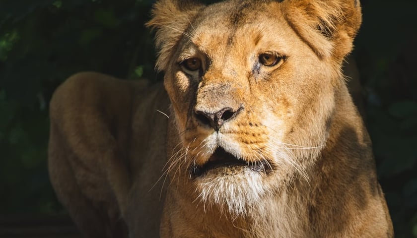 Lwica Okavango nie będzie się przeprowadzać do nowej Lwiarni