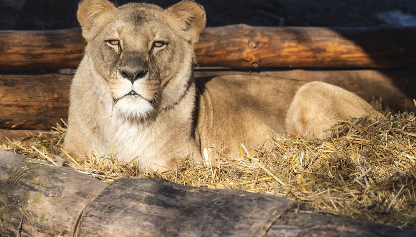 Lwica Okavango w zoo Wrocław