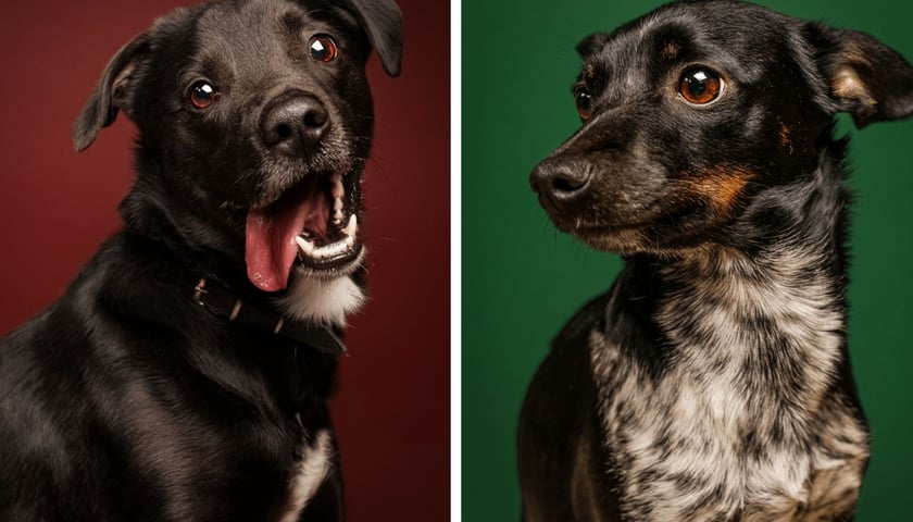 Psy do adopcji z wrocławskiego schroniska dla zwierząt w artystycznej sesji, na zdjęciu z lewej Bruno, z prawej Mrówka
