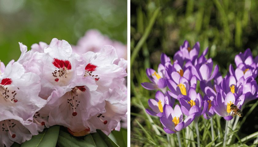 Z lewej różanecznik, obok krokusy z Ogrodu Botanicznego UWr