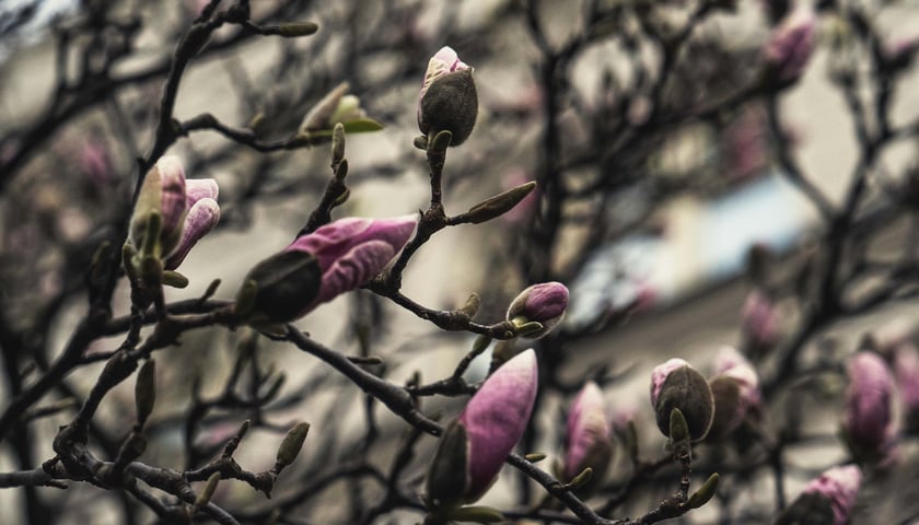 Powiększ obraz: Magnolia przy Podwalu