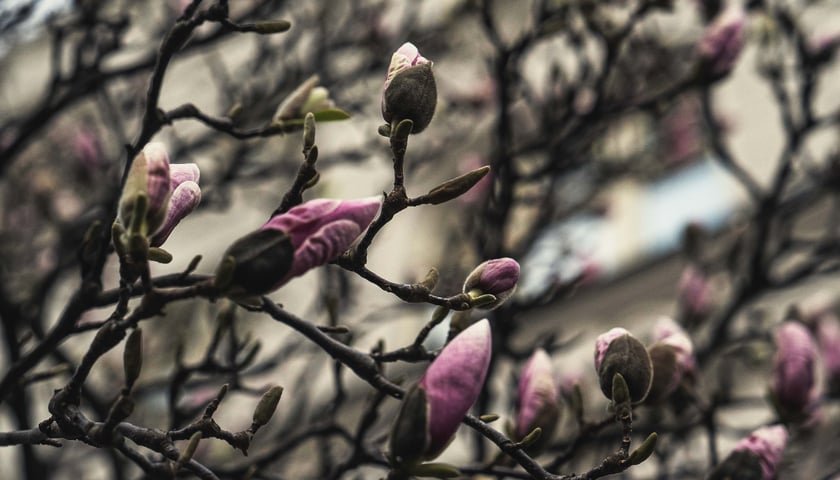 Magnolia przy Podwalu