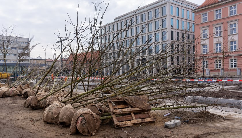 Sadzenie drzew na Nowym Targu, marzec 2024